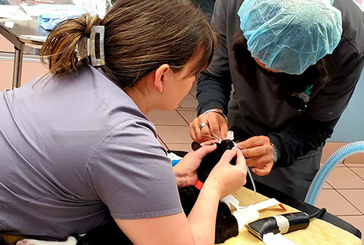 Wellness & Preventive Care - Vet in Miami | Town & Country Animal Hospital