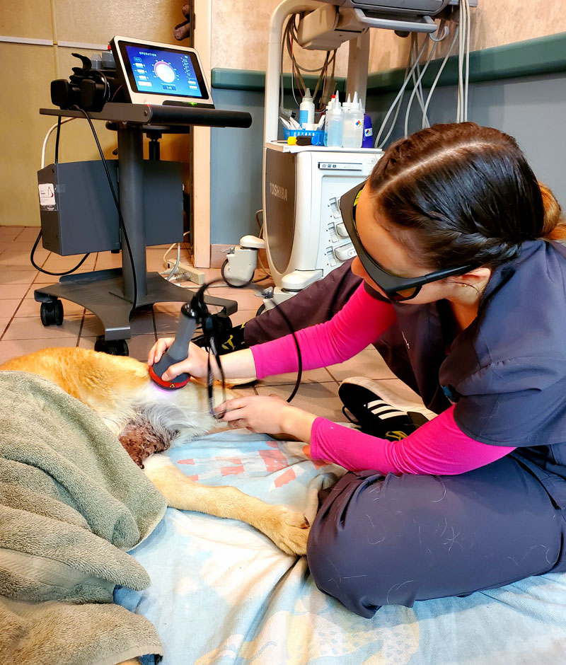 Diagnostics Imaging Vet in Miami Town & Country Animal Hospital