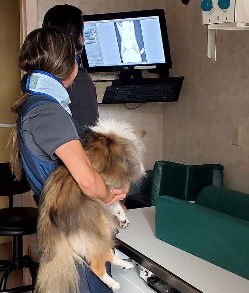 Diagnostic Imaging Vet in Miami Town & Country Animal Hospital