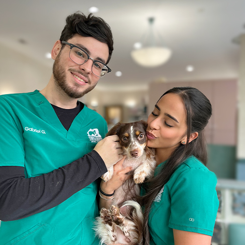 Wellness & Preventive Care - Vet in Miami | Town & Country Animal Hospital